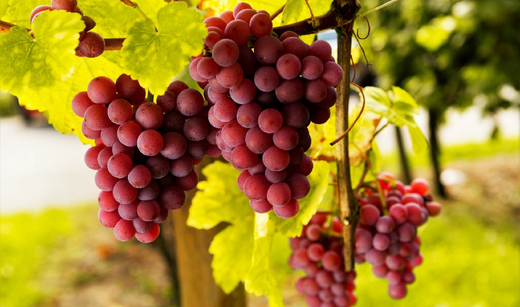 Купить виноград в Орехово-Зуево | СливаЦен